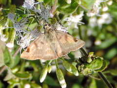 Arteurotia tractipennis
