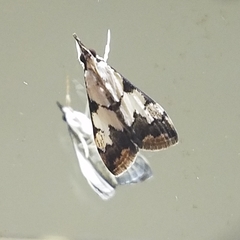 Autocharis