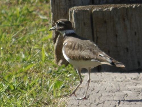 Killdeer observed by billpalmer