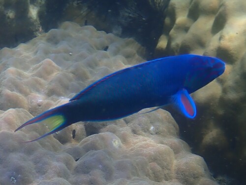 Thalassoma lunare
