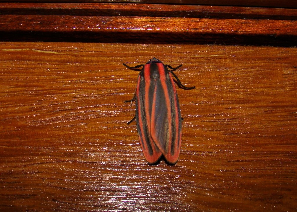 Cissura decora