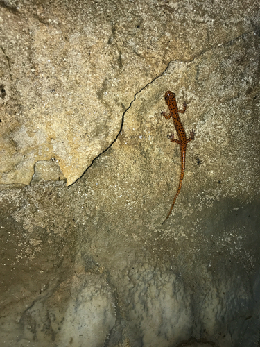 iNaturalist observation photo of Cave Salamander
