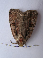 Eueretagrotis attentus