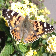 Vanessa cardui