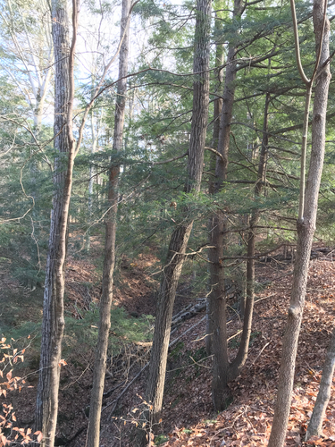 iNaturalist observation photo of eastern hemlock