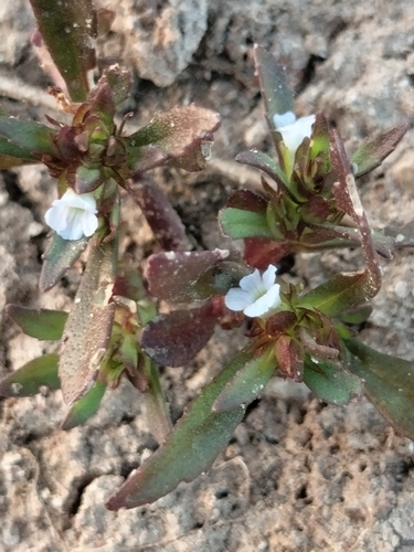 Dentella repens, photograph 6