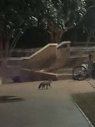 Gray Fox observed by aboronat