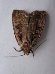 Eueretagrotis attentus