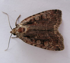 Eueretagrotis attentus