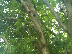 Plinia cauliflora