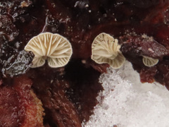 Crepidotus cesatii
