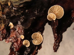 Crepidotus cesatii