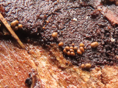 Perichaena corticalis