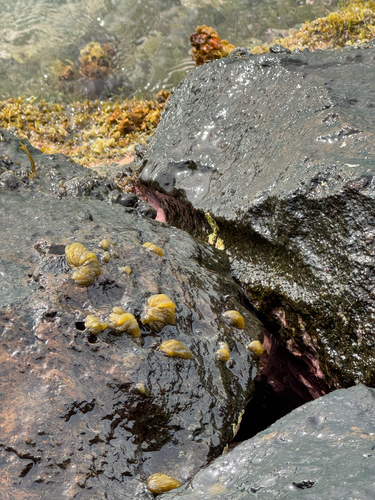Asteronema breviarticulatum observed 2025-12-30