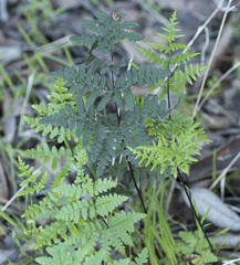 Pentagramma triangularis triangularis