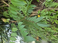 Toxicodendron sylvestre, photograph (c) 賴碧珠, some rights reserved (CC BY)
