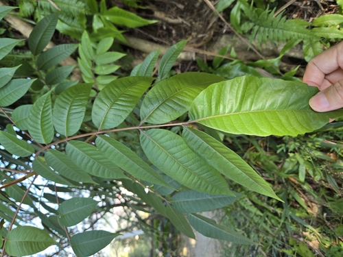 Toxicodendron sylvestre, photograph 4