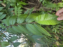 Toxicodendron sylvestre, photograph (c) 賴碧珠, some rights reserved (CC BY)
