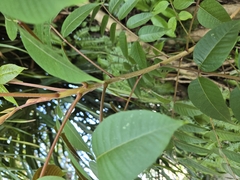 Toxicodendron sylvestre, photograph (c) 賴碧珠, some rights reserved (CC BY)