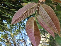 Toxicodendron sylvestre, photograph (c) 賴碧珠, some rights reserved (CC BY)