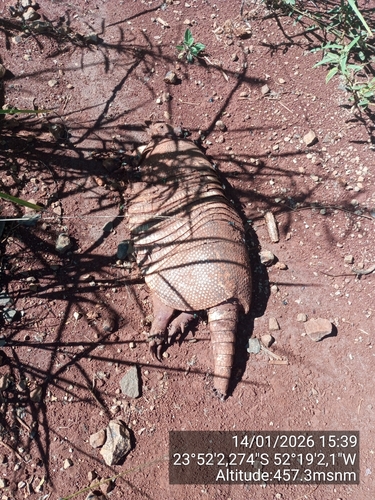 Tatu-galinha observed by paulo_celso_cunha