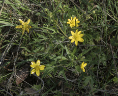 Ranunculus canus canus