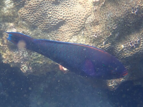 Scarus niger