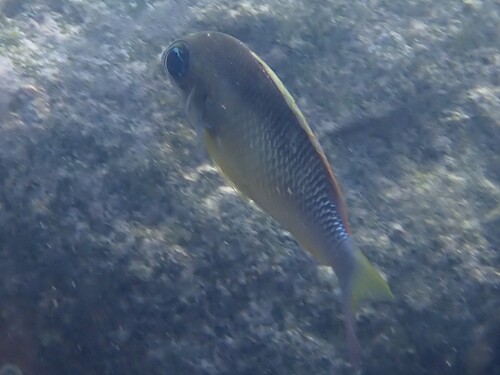 Scolopsis margaritifera