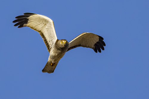 Northern Harrier observed by jefb09