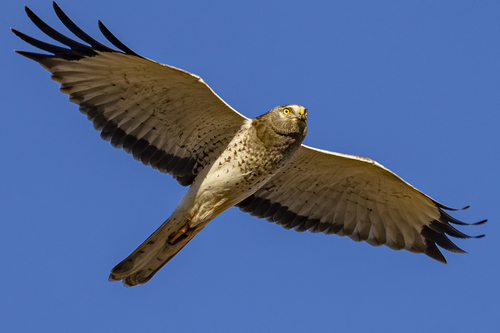 Northern Harrier observed by jefb09