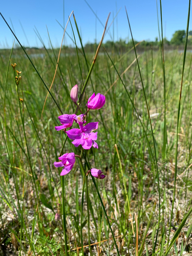 iNaturalist observation photo of Tuberous Grasspink