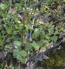Micranthes integrifolia