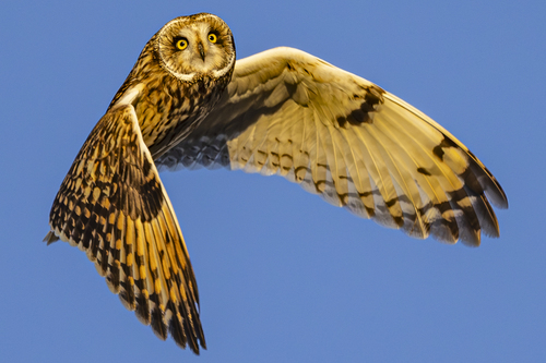 Short-eared Owl observed by jefb09