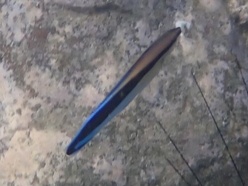 Labroides dimidiatus