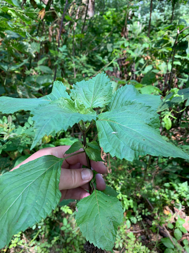 iNaturalist observation photo of beefsteak plant