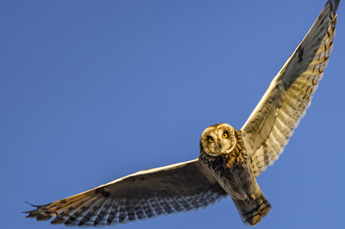 Short-eared Owl, photo 6 of 8