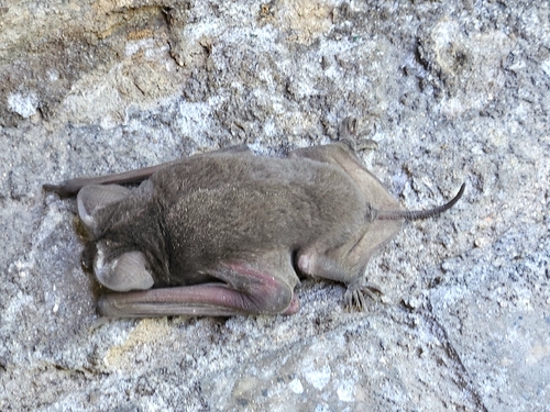 Moloso común observed by naelin