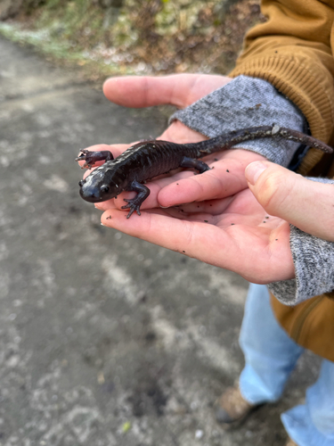 Spotted Salamander observed by gavinmb