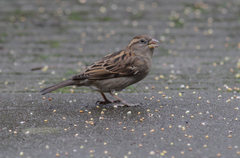 Passer domesticus