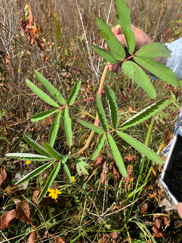 iNaturalist observation photo of marsh cinquefoil