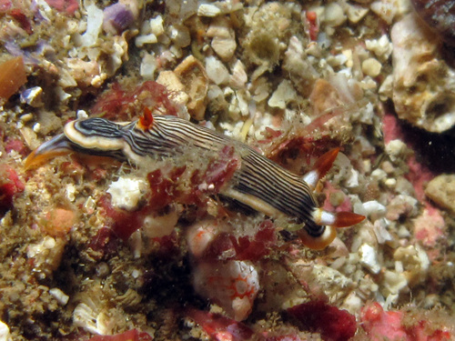 Chromodoris burni observed 2011-01-19