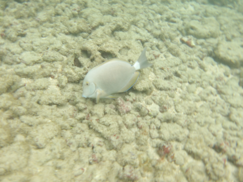 Bluelined surgeonfish (Acanthurus nigroris) — Acanthuridae