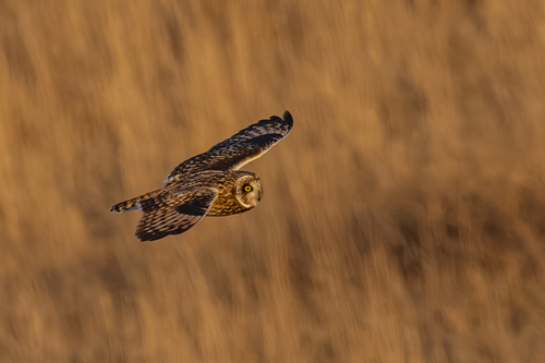 Short-eared Owl observed by jefb09