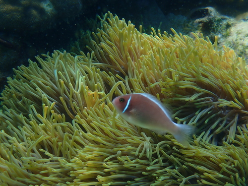 Amphiprion perideraion