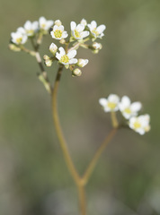 Micranthes integrifolia