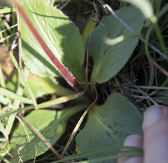 Micranthes integrifolia