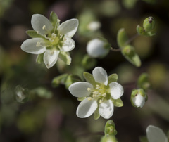 Sabulina californica