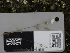 Sabulina californica