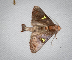 Notoplusia flavodiscata