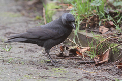 Corvus monedula